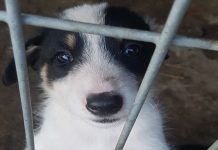 Bestialstwo w przytulisku dla zwierząt. Psy były pozbawione wody!