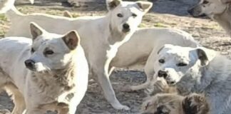 Kilkadziesiąt psów wegetuje w Rozalinie, a gmina rozkłada ręce. 11 lat bezczynności?